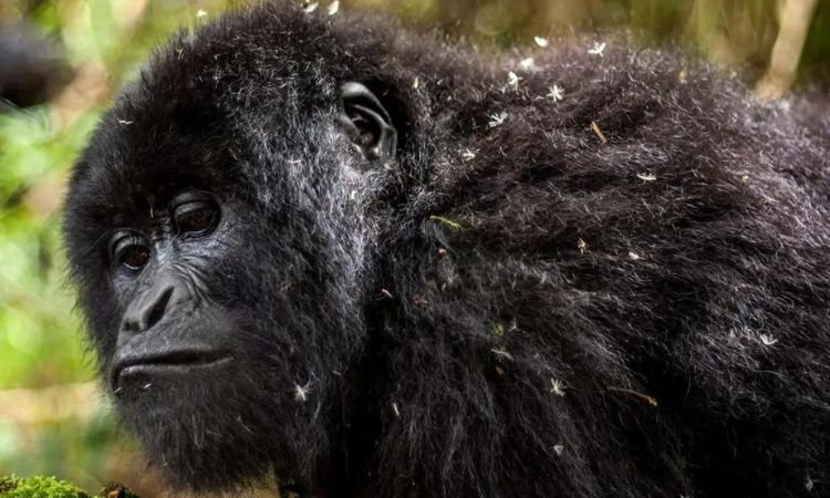 Ngahinga National Park